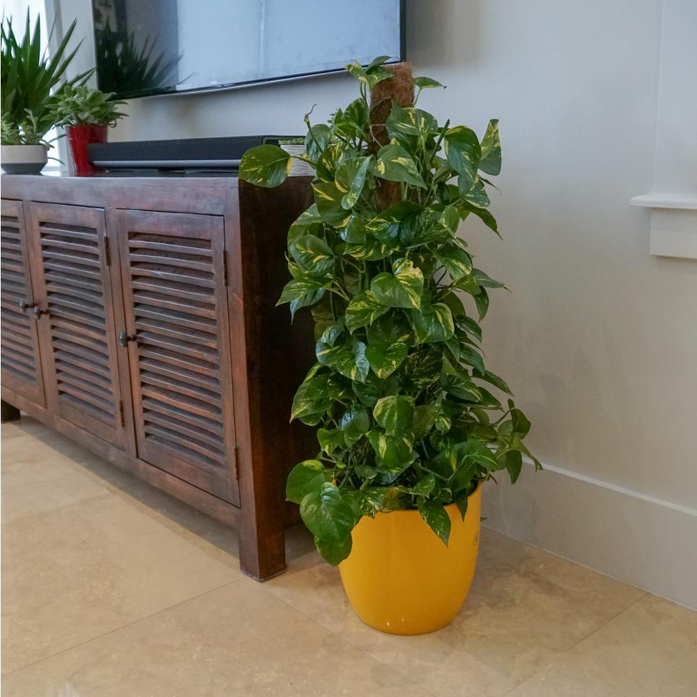 United Nursery Golden Pothos Totem Live Indoor Air Plant 38 Shipping