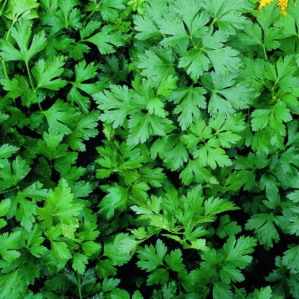 Bonnie Plants 4.5 in. Flat Italian Parsley5121 The Home Depot