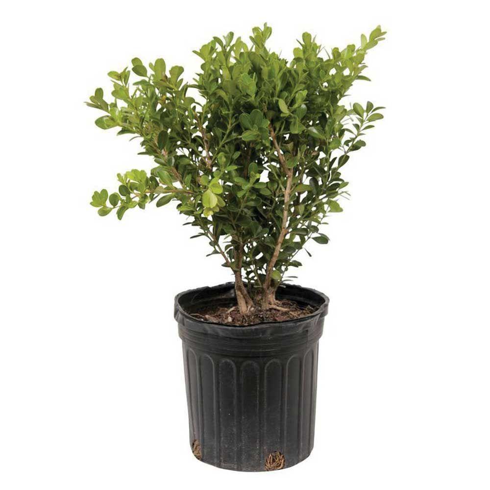 2.5 Qt. Japanese Boxwood, Live Shrub Plant, Glossy Light Green Foliage