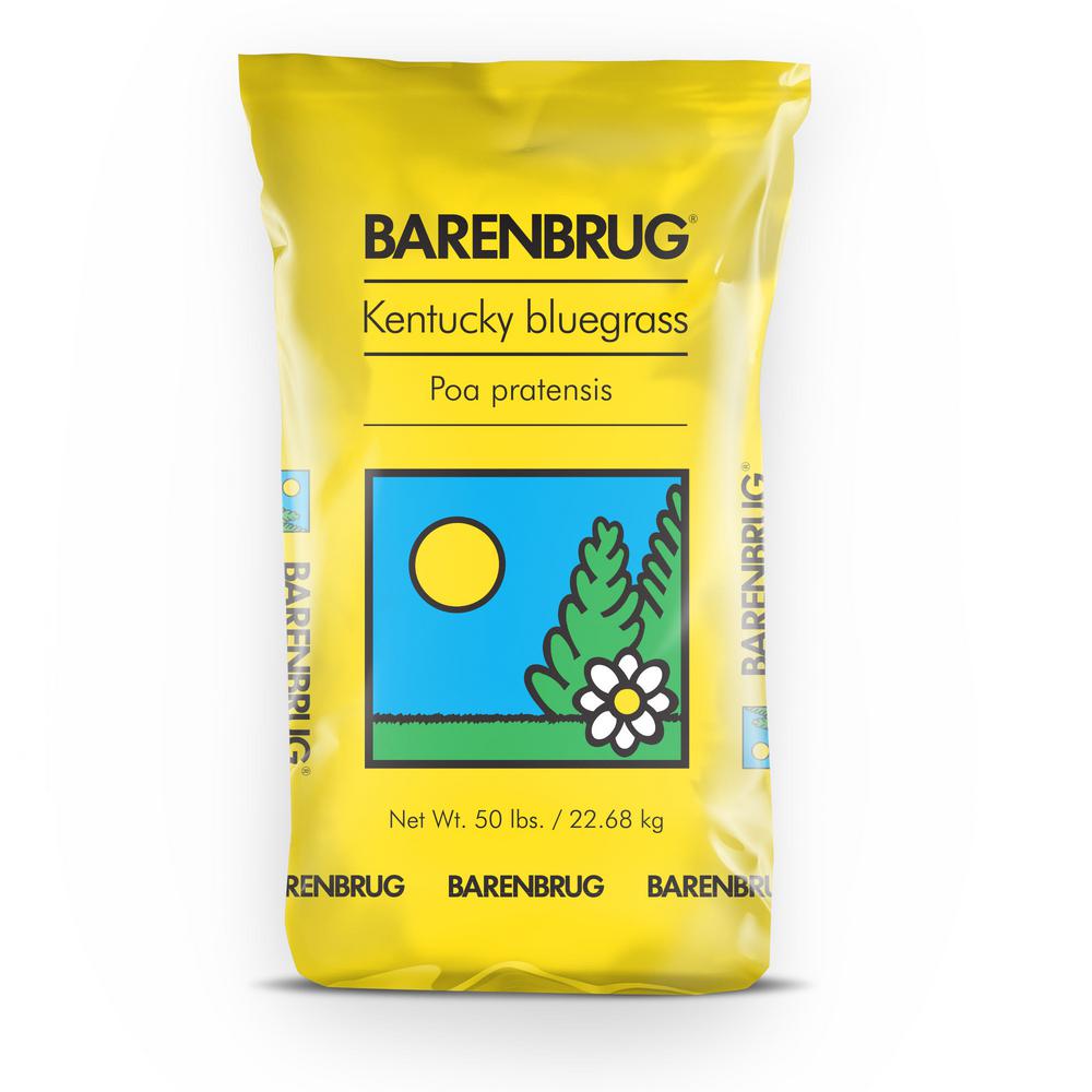 Barenbrug 50 lb. Barrister Kentucky Bluegrass Seed-25076 - The Home Depot