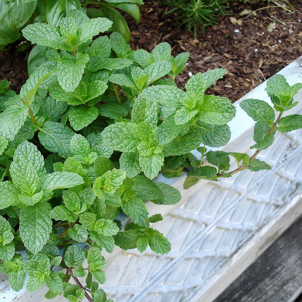 Image result for herb plants
