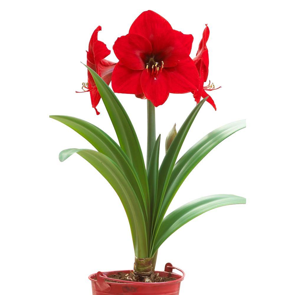 Download Bloomsz 22 cm to 24 cm Economy Red Lion Amaryllis Bulb (12 ...