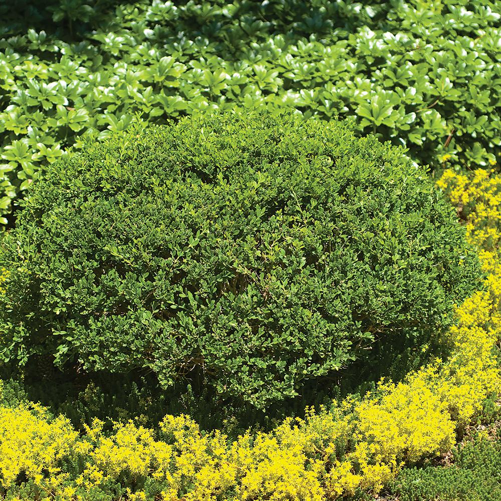 Cottage Gardens 1 Gal. Wintergreen Boxwood Shrub-1758 - The Home Depot