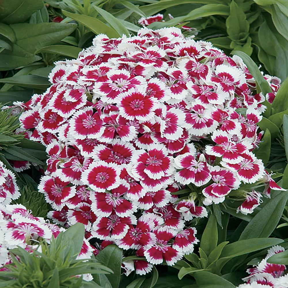 1 Sweet William Barbarini Red Picotee White and Pink