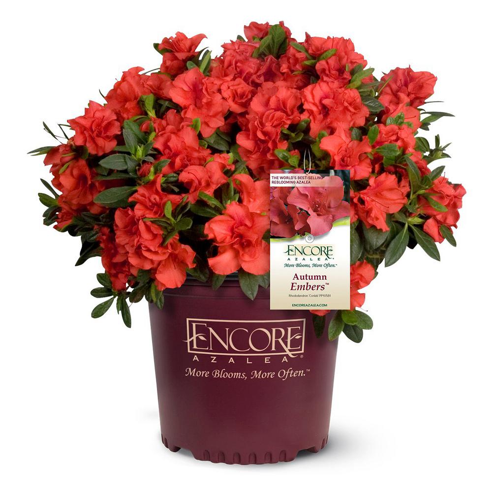 Encore Azalea 1 Gal Autumn Lily Encore Azalea Shrub With Brilliant White And Purple Streaking Reblooming Flowers 80441 The Home Depot - bouquet of roses in a bag white roblox