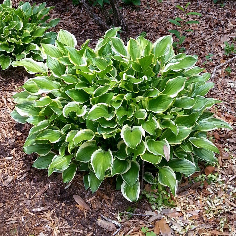2.5 Qt. SunHosta (Hosta Hybrid) Live Plant Variegated 2.5 Qt. SunHosta (Hosta Hybrid) Live Plant Variegated
