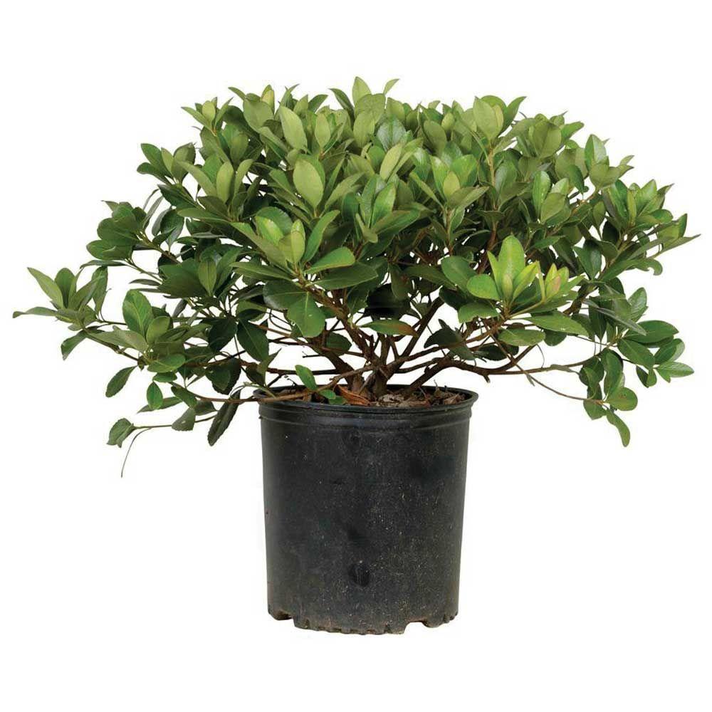9 25 In Pot Snow White Indian Hawthorn Live Evergreen Shrub White Blooms 51723fl The Home Depot,Corn Snakes For Sale