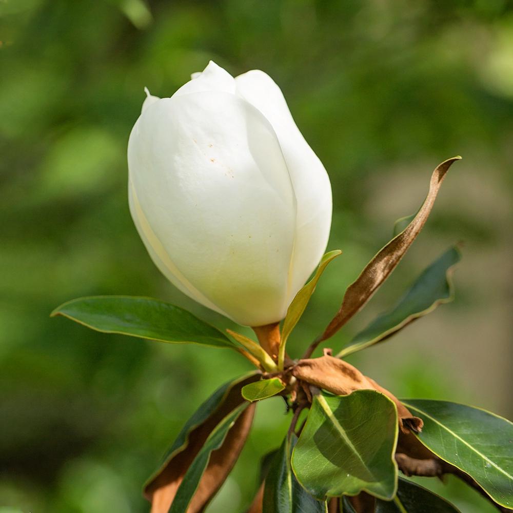 Unbranded 1 Gal Little Gem Southern Magnolia Tree Maglit01g The Home Depot