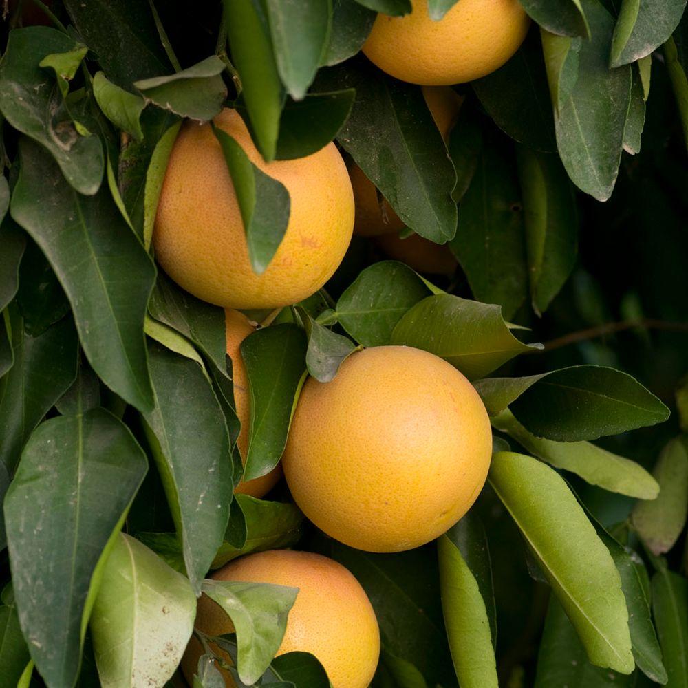 Bloomsz 32 in. Tall 1 Year Old Light Red Citrus Ruby Red Grapefruit