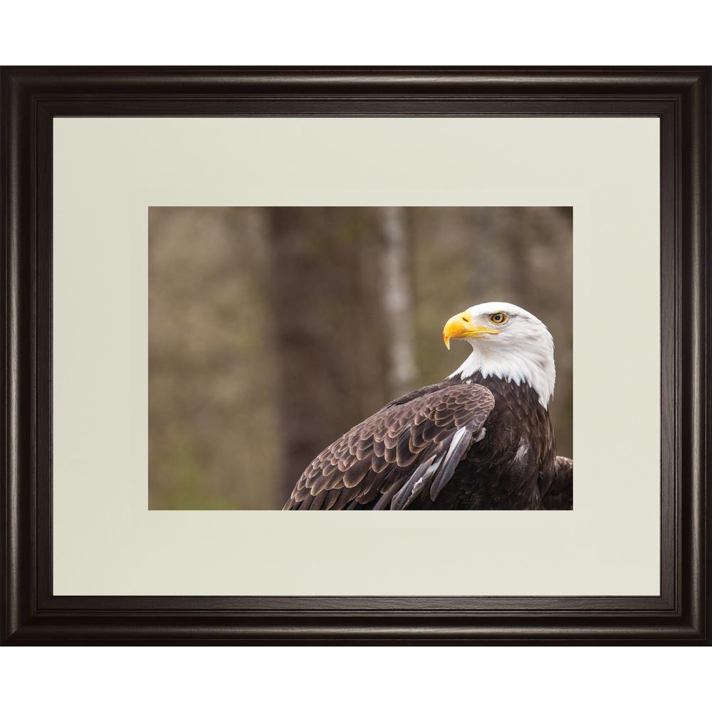 Classy Art 34 In X 40 Majestic Eagle By Garytog Framed Majestic Eagle By Garytog Framed
