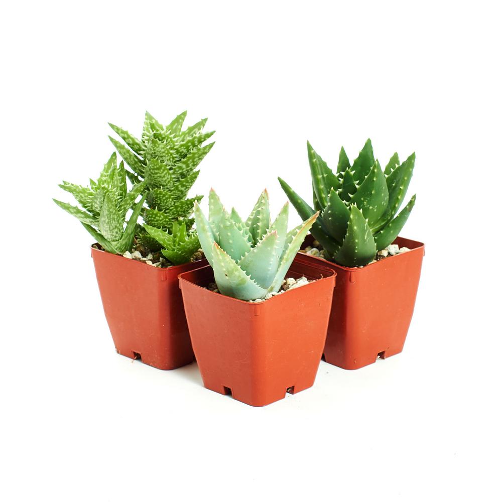 Home Botanicals Easy to Grow/Hard to Kill 3 Different Aloe