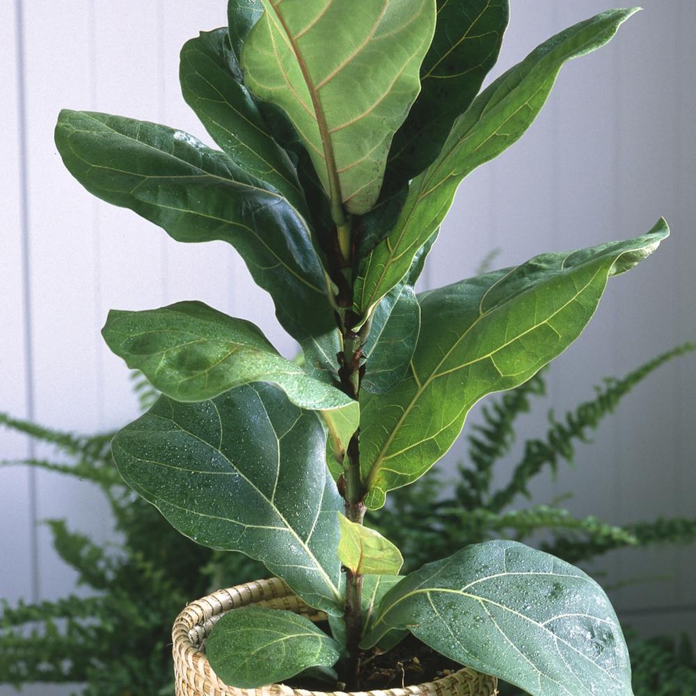 Cottage Farms Direct 5 5 In Cottage Hill Fiddle Leaf Fig Plant In