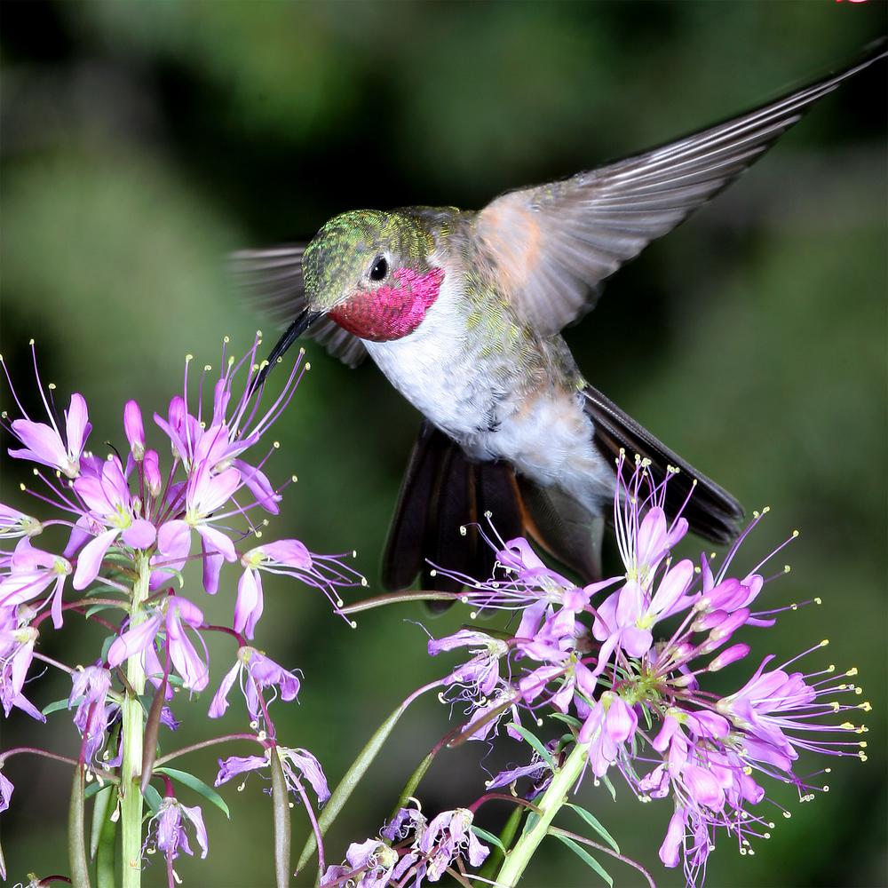 24 In X Hummingbird 1 By Harry Bowden Outdoor Canvas Art Hummingbird 1 By Harry Bowden Outdoor Canvas