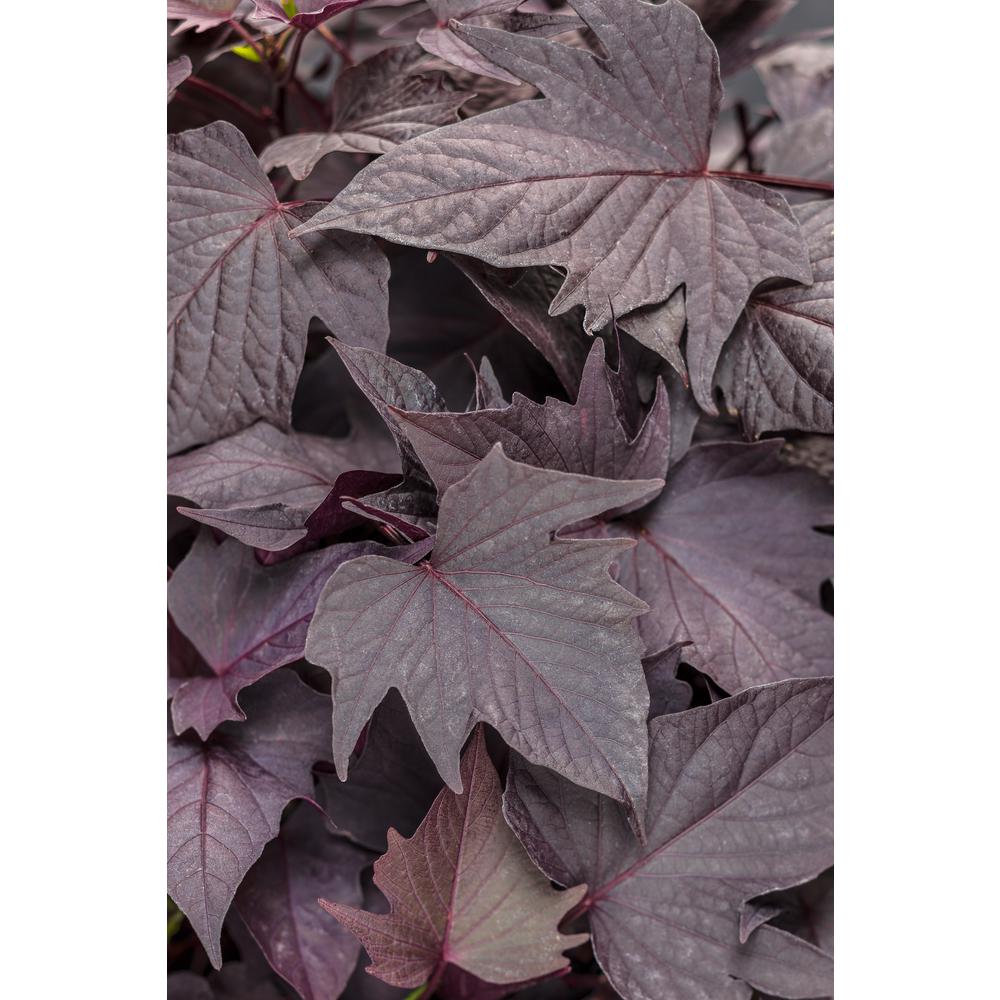 Proven Winners Sweet Caroline Bewitched After Midnight Sweet Potato