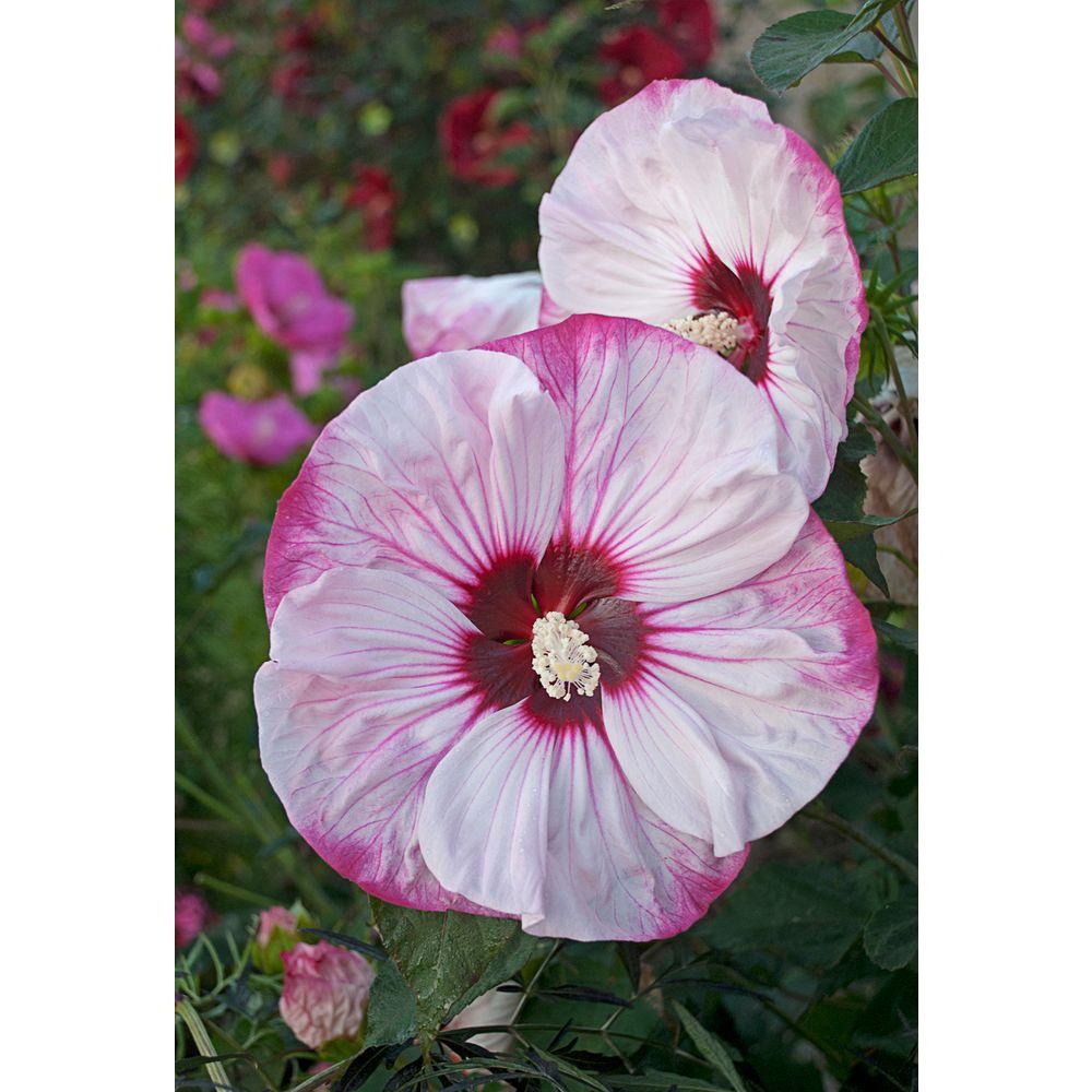 Deer Resistant Proven Winners Free Shipping Perennials Summerific Cherry Cheesecake Rose Mallow Hibiscus Live Plant White Flowers With Pink Tips