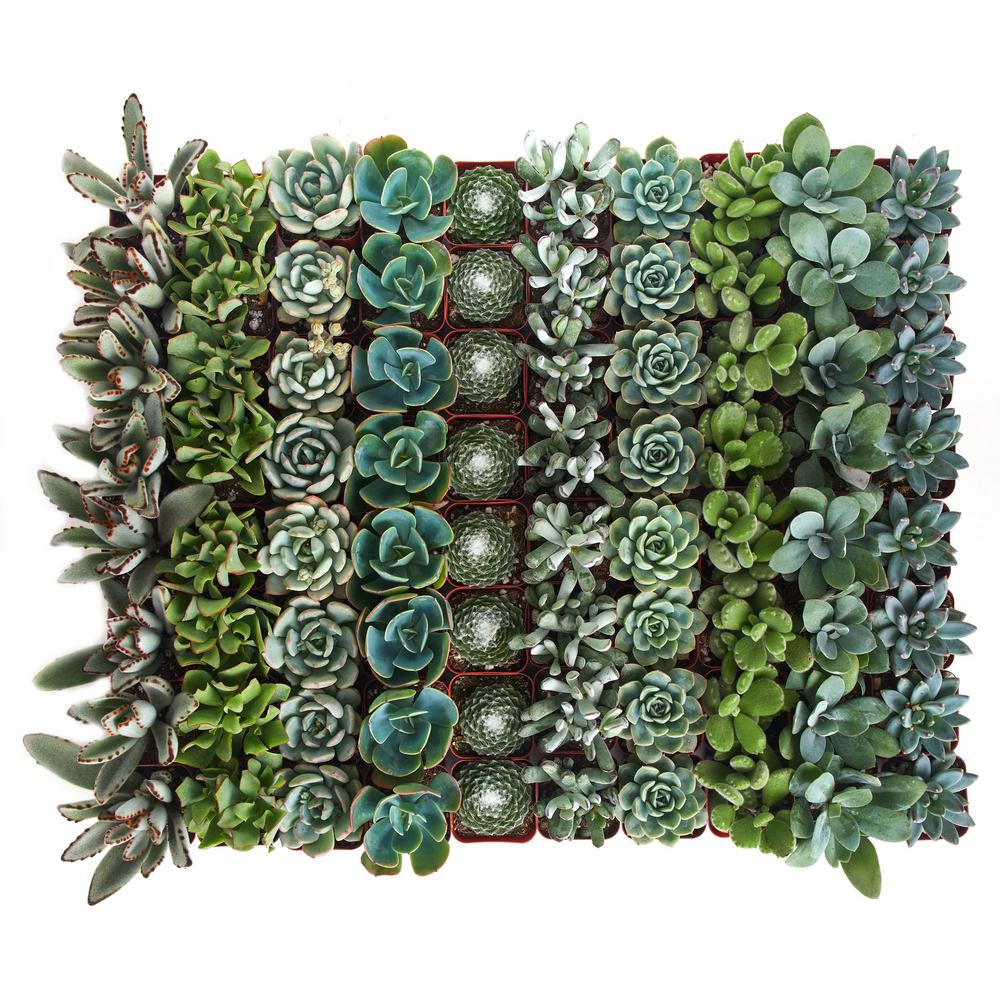 Shop Succulents 2 in. Blue/Green Collection Succulent (Collection of 40