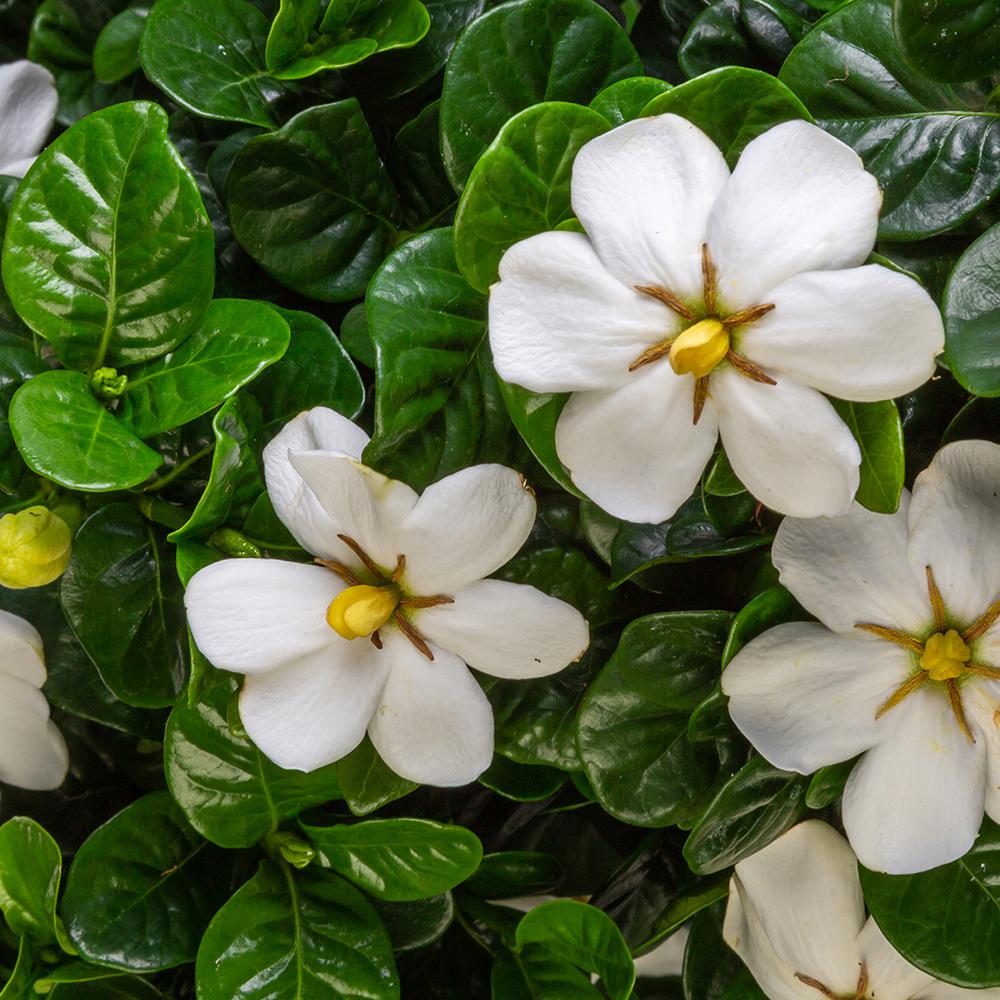 Southern Living Plant Collection 2 Gal. Diamond Spire