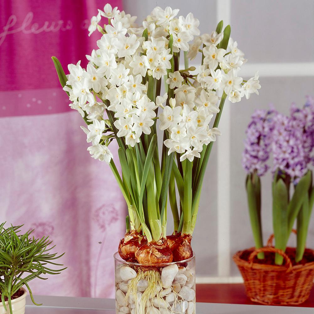 Perennial White Flower Bulbs Garden Plants Flowers The Large Paperwhites