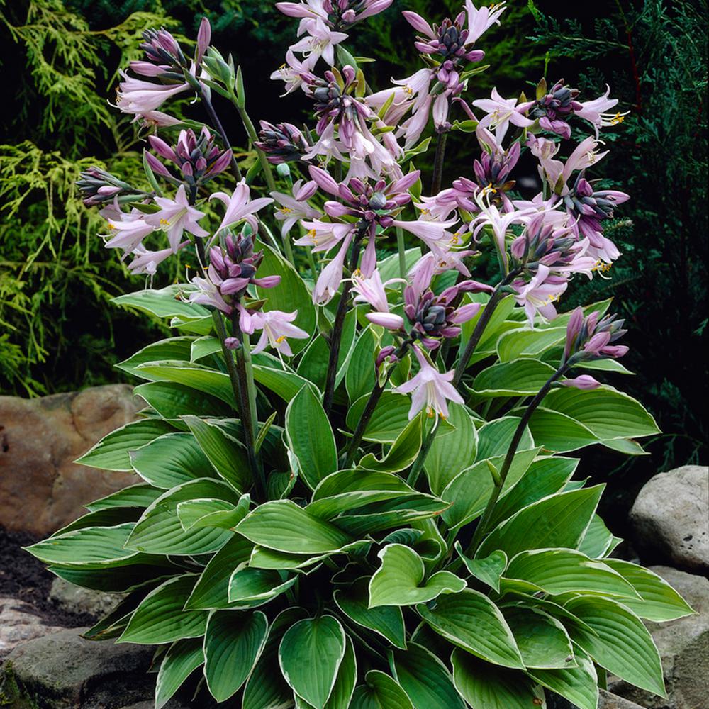 Van Zyverden Lavender Hosta Francee Roots (5Pack)83783 The Home Depot