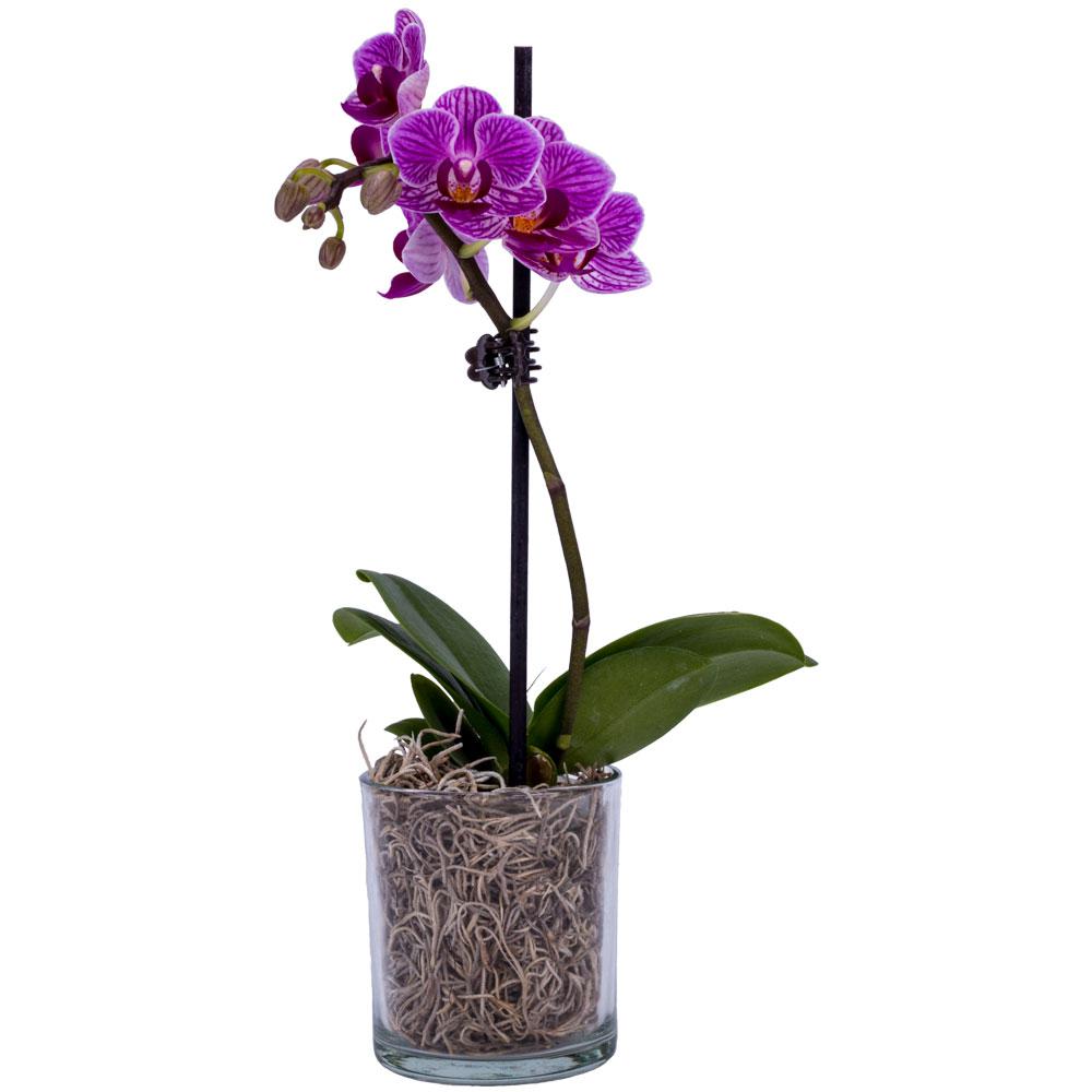 2 In Orchid Phal 2 In Orchid Phal
