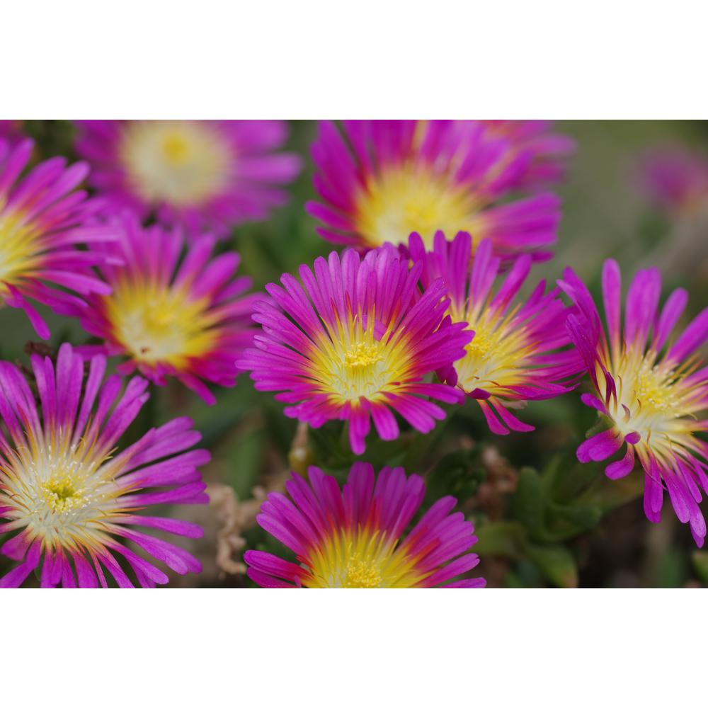 Proven Winners 4 5 In Qt On Up Hot Pink Ice Plant Deloa Qt On Up Hot Pink Ice Plant Deloa Flowers With Yellow Center Live