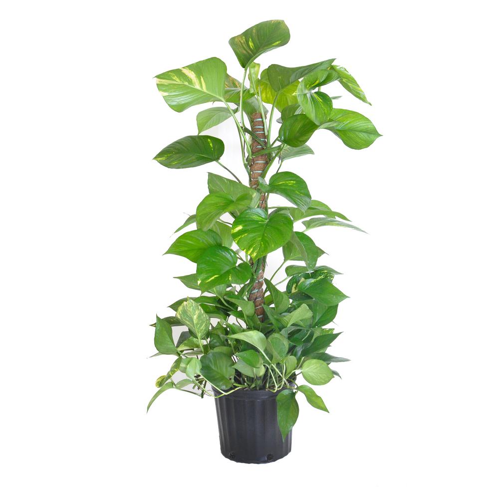 Golden Pothos Totem Plant in 9.25 in. Grower Pot-26806 ...