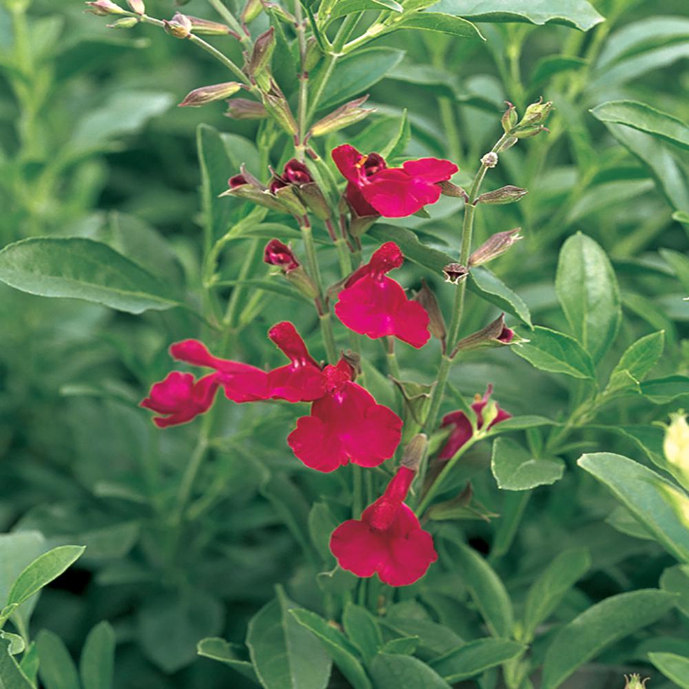 0.63 Gal. Red Salvia Sage Plant9948 The Home Depot