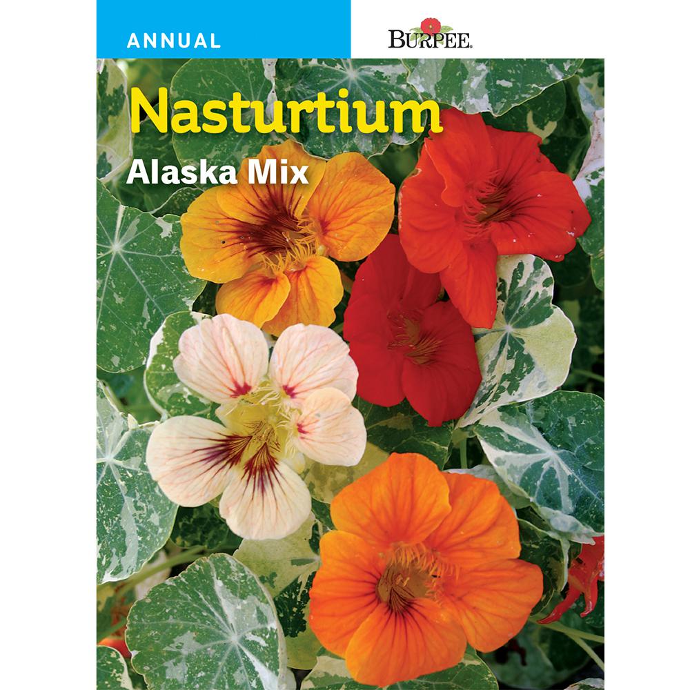 Burpee Nasturtium Alaska Seed 46924 The Home Depot,How To Cook Chicken Of The Woods
