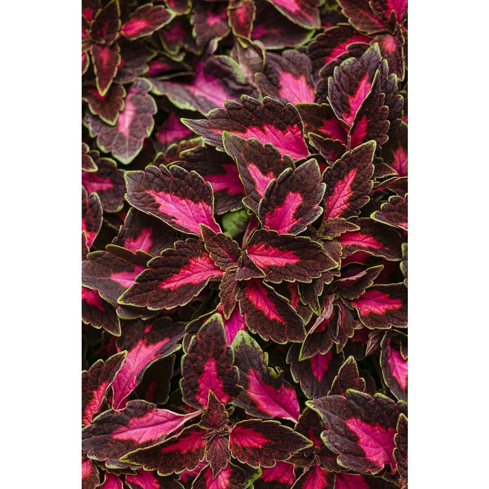 Proven Winners ColorBlaze Velveteen Coleus (Solenostemon) Live Plant
