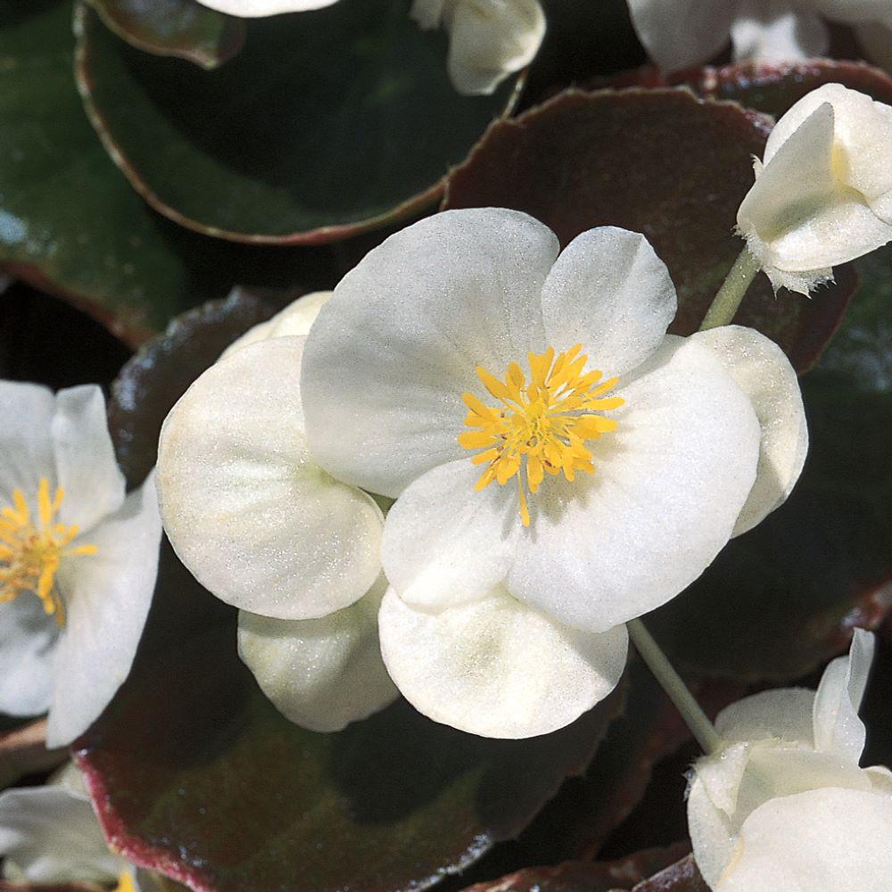 1.38-Pint Bronze Leaf White Begonia Plant-17094 - The Home Depot