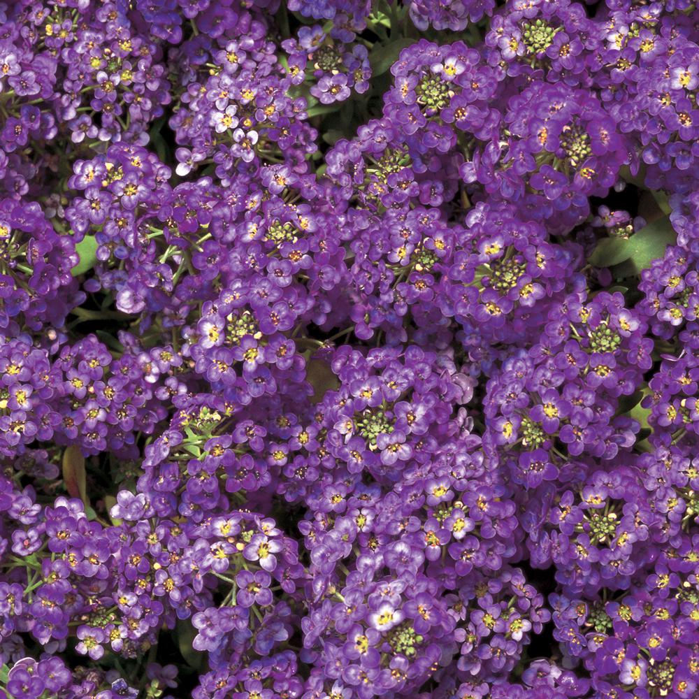 1.65-Pint Blue and Purple Alyssum Plant (6-Pack)-1479 - The Home Depot