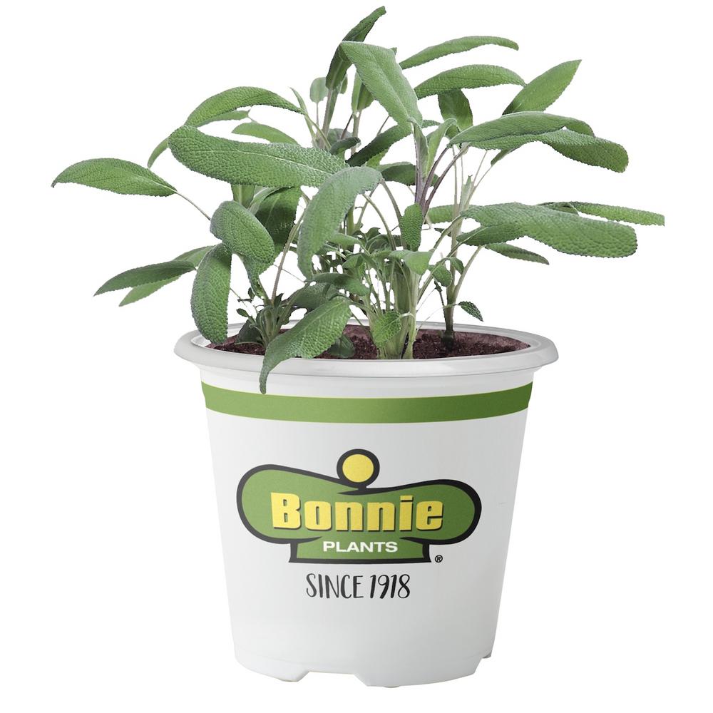 Bonnie Plants 4.5 in. Garden Sage5100 The Home Depot