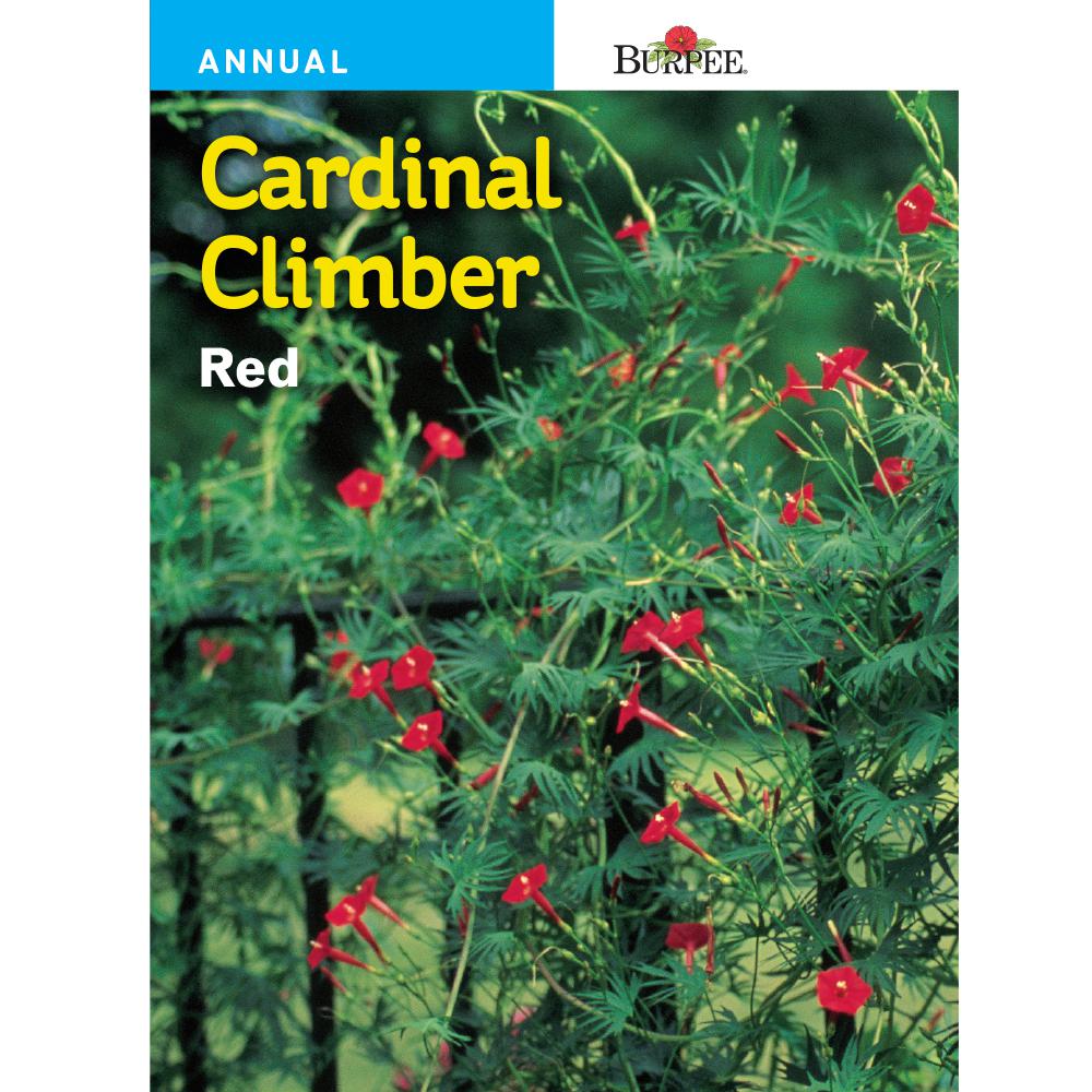 Burpee Cardinal Climber Red Seed-49008 - The Home Depot