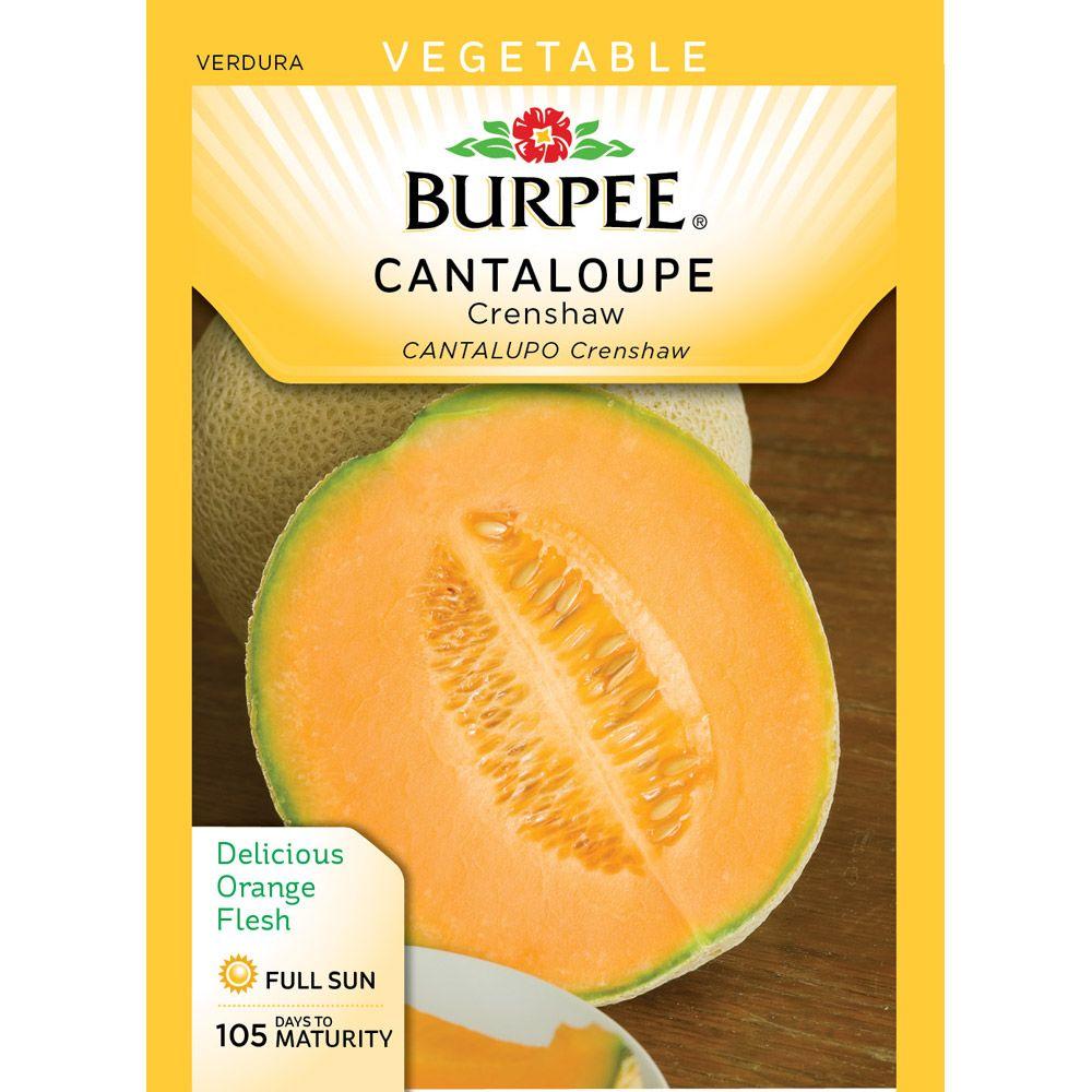 Burpee Melon Crenshaw Seed64489 The Home Depot