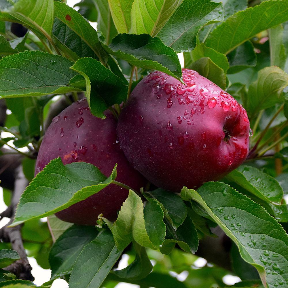 Red Delicious Apple Tree-APPRED05G - The Home Depot