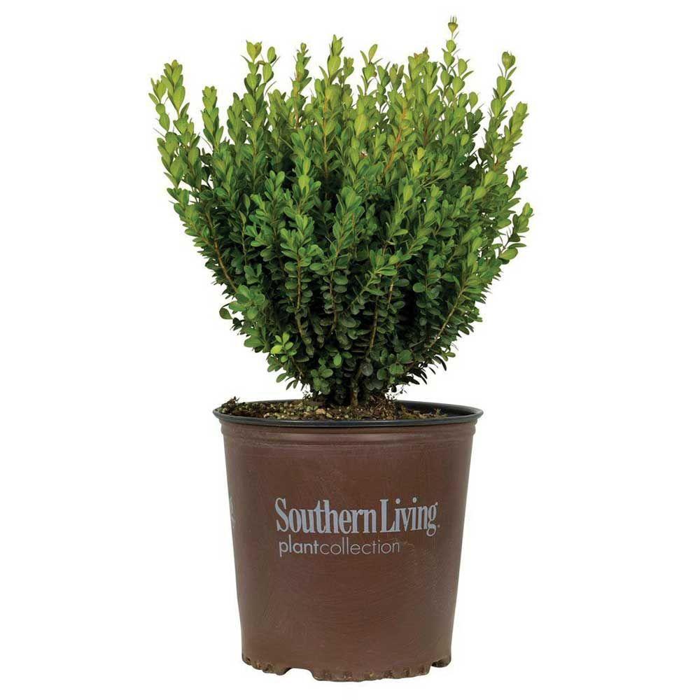 Southern Living Plant Collection 2 Gal. Boxwood Baby Gem, Live Shrub