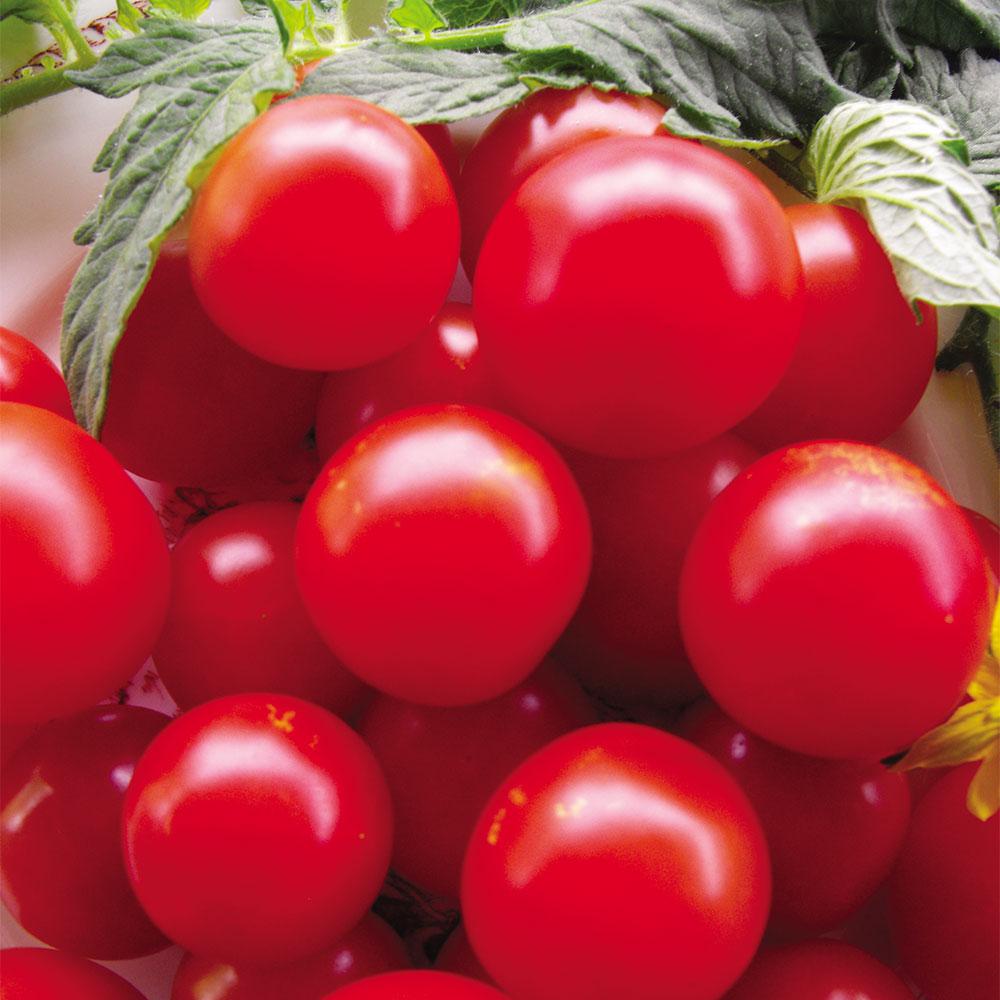 Seeds of Change Tomato Fox Cherry Seeds Pack01085 The Home Depot