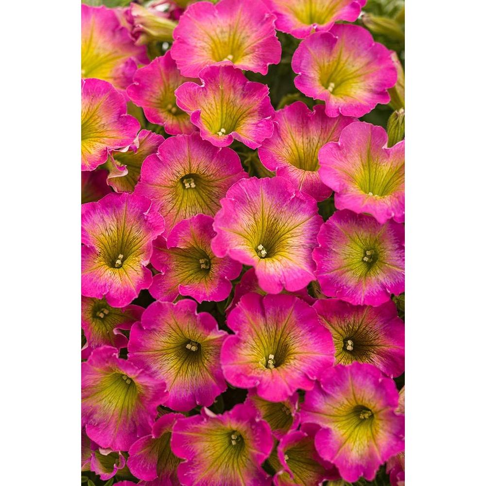 Petunia Annuals Garden Plants Flowers The Home Depot Supertunia Daybreak Charm Petunia Live Plant Pink And Yellow Flowers