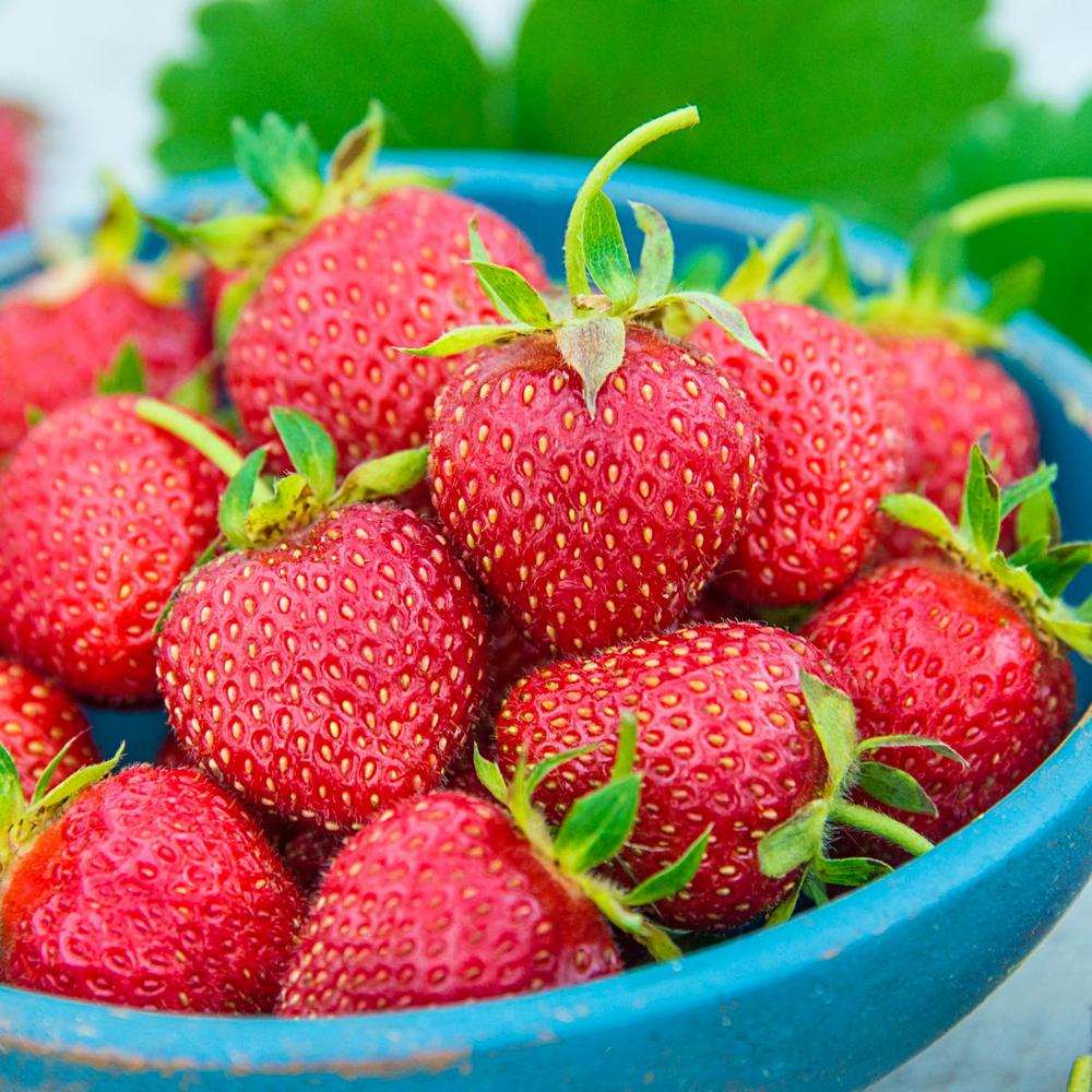 Gurney�s All Star Strawberry Fragaria, Live Bareroot