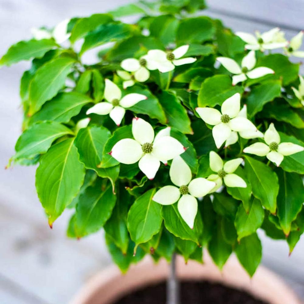 Spring Hill Nurseries White Flowers Little Poncho Dogwood ...