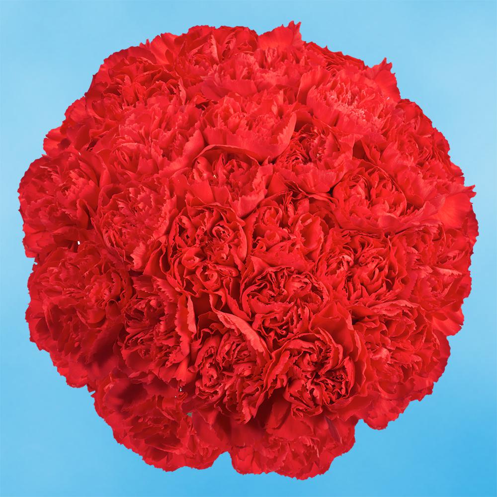 Globalrose Fresh Red Carnations (200 Stems)carnationsred200 The