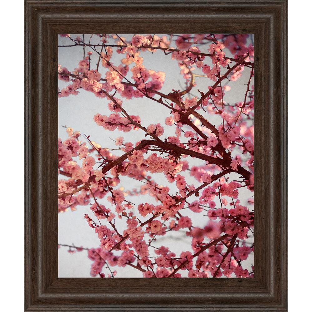 22 In X 26 Cherry Blossoms Ii By Susan Bryant Framed Printed Wall Art