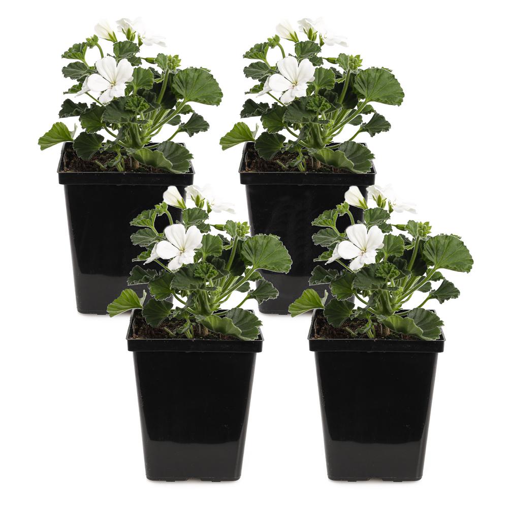1 Qt. White Geranium Plant (4Pack)GERPRSWW0Q4 The Home Depot