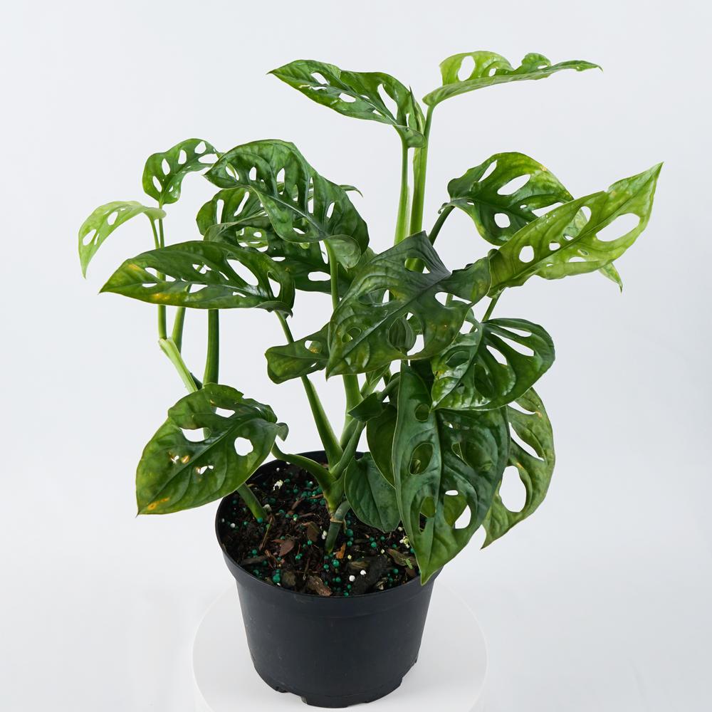 Swiss Cheese Monstera Narrow Leaf