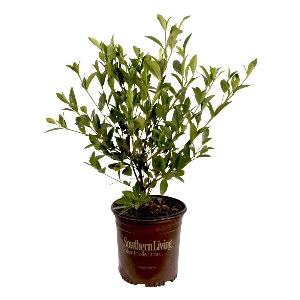 Southern Living Plant Collection 2 5 Qt Jubilation Gardenia Live ...