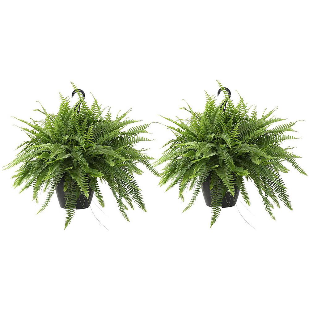 Costa Farms Boston Fern Plant In 10 In Grower Pot 2 Pack Co Bf10 Pk2 The Home Depot