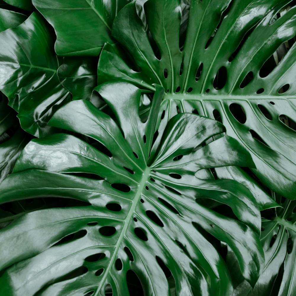 National Plant Network 4 In Swiss Cheese Plant Monstera Plant In
