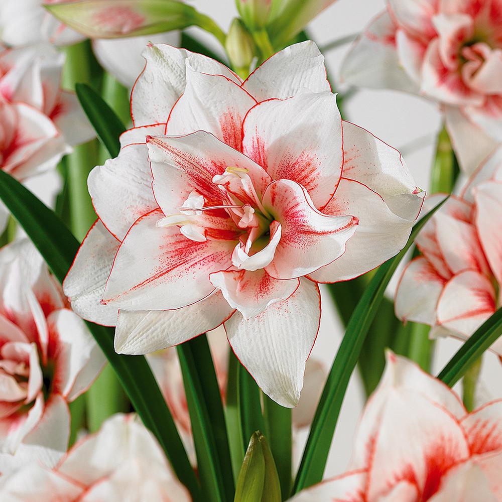 can waxed amaryllis bulbs rebloom