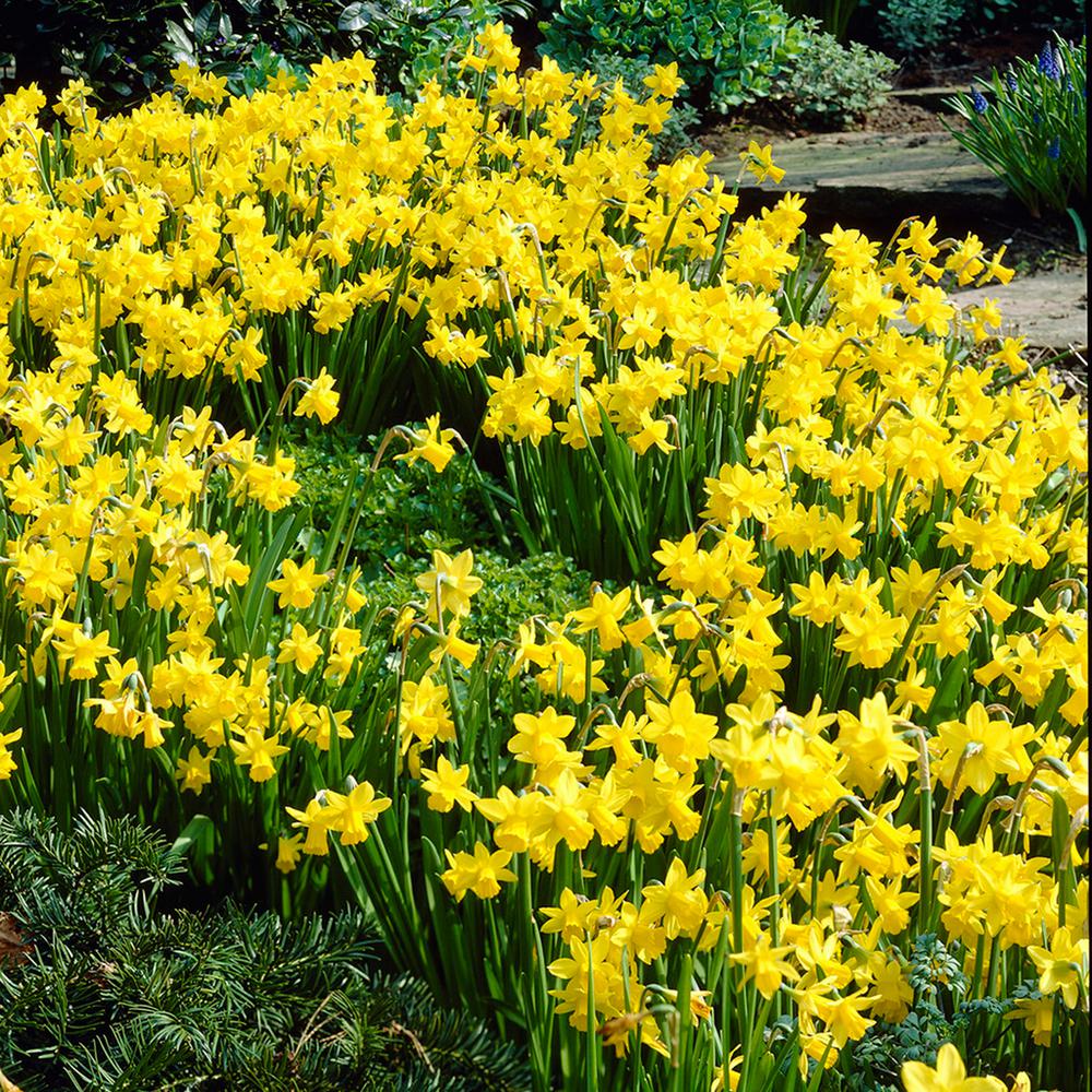 Van Zyverden Daffodils Bulbs Tete A Tete (Set of 25)87032 The Home Depot