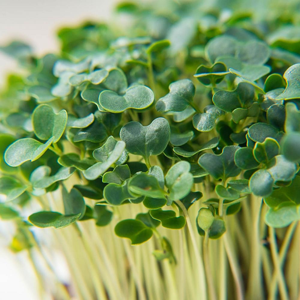 Gurney's Microgreen Kale (1 oz. Seed Packet)62304 The Home Depot